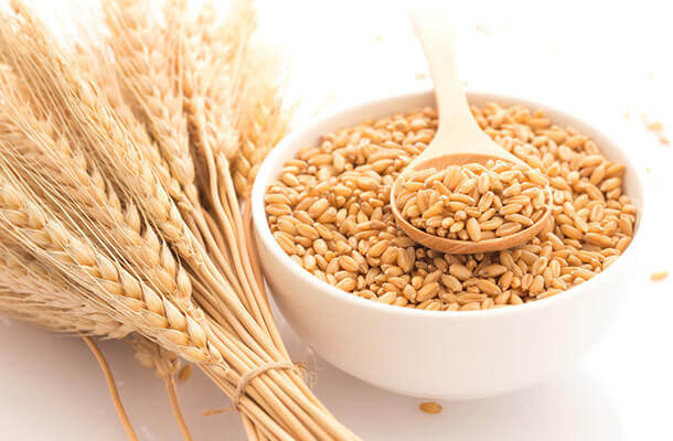 大麦の栄養と効果