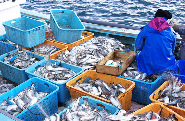 北海道のニシン漁
