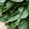 モロヘイヤの栄養 - 王様の野菜と呼ばれるモロヘイヤの7つの効能